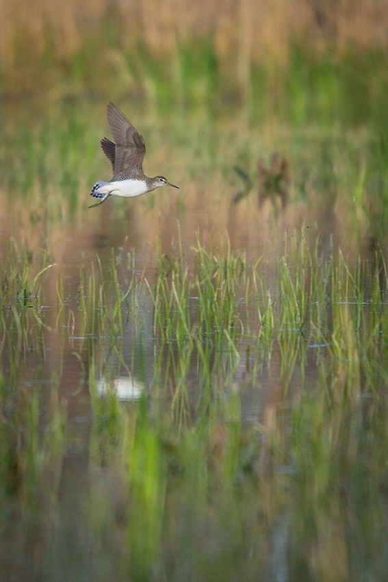 13 04 13 chevalier culblanc 316